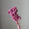 永生黄金球干花花束批发 金槌花黄金果天然真花配草花材厂家批发