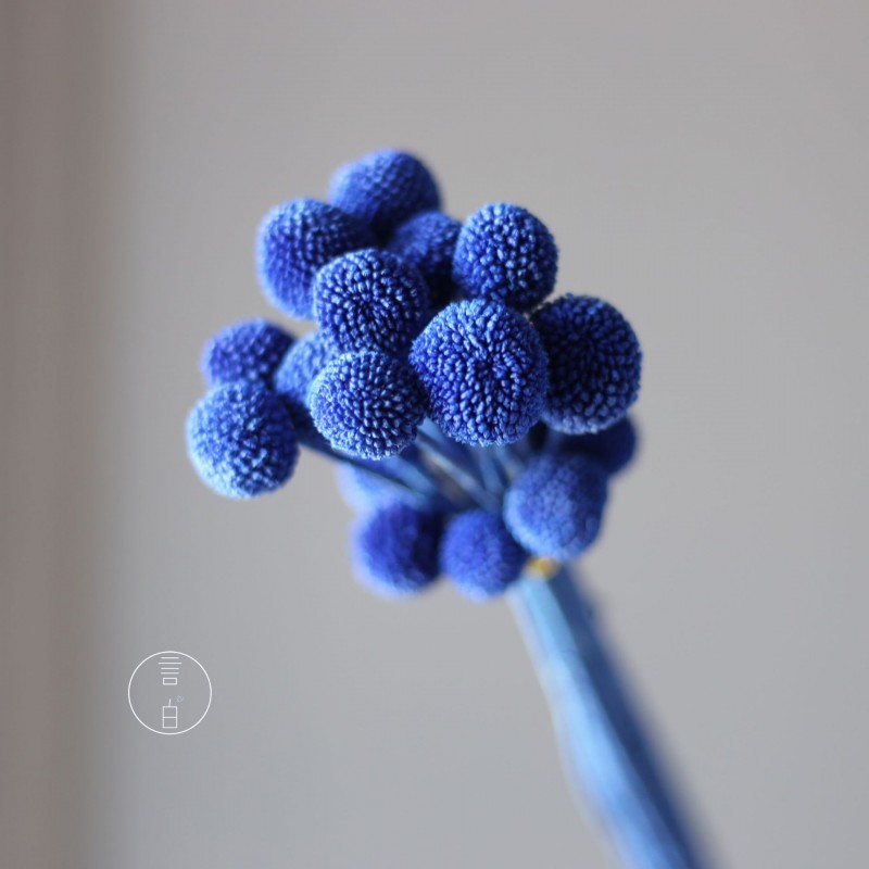 永生黄金球干花花束批发 金槌花黄金果天然真花配草花材厂家批发