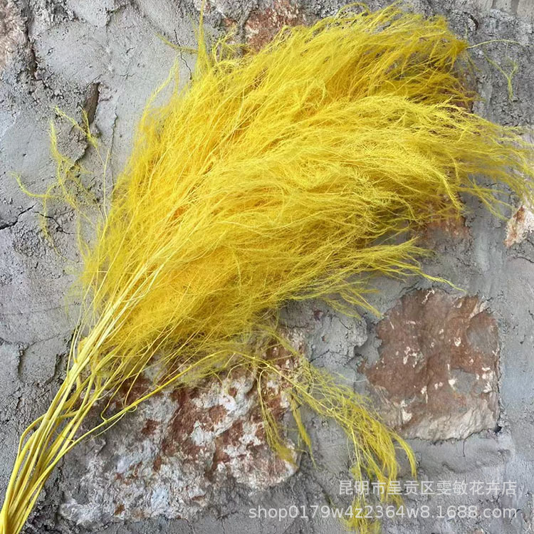 【龙须草 】永生花保鲜花龙须草DIY花材婚庆家居装饰清新儒雅风