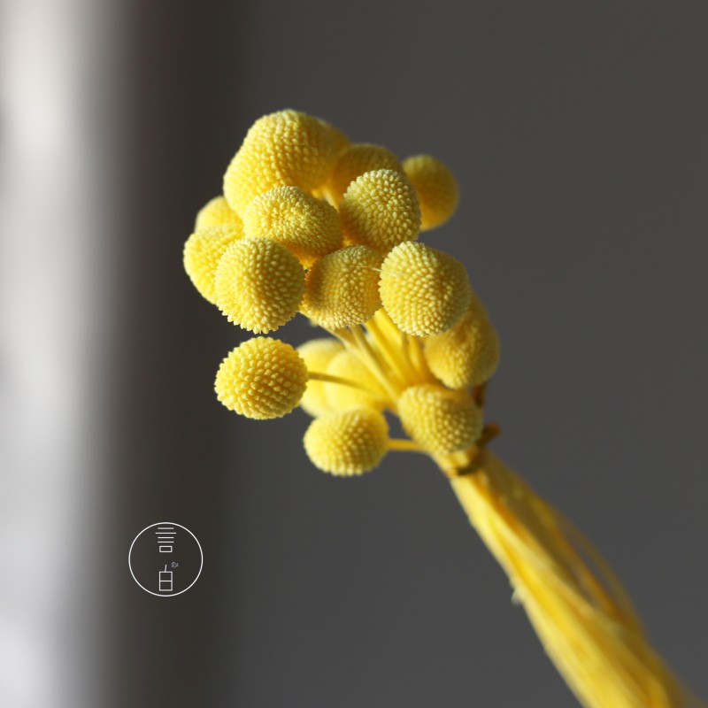 永生黄金球干花花束批发 金槌花黄金果天然真花配草花材厂家批发