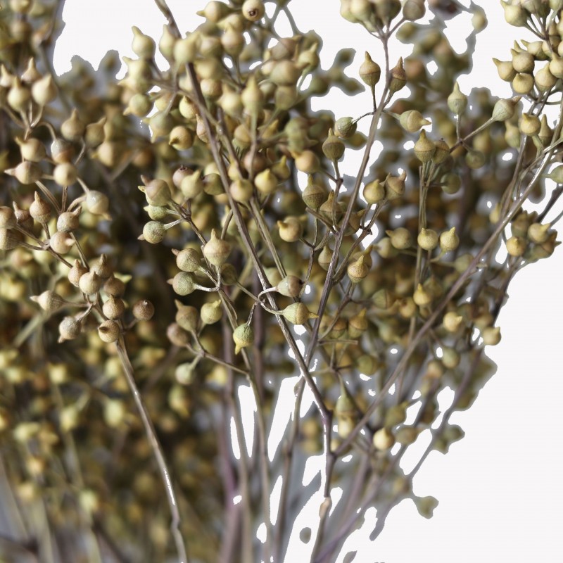 小米果小尤加利果干花僵尸果桉树果永生花插花装饰摆件厂家批发