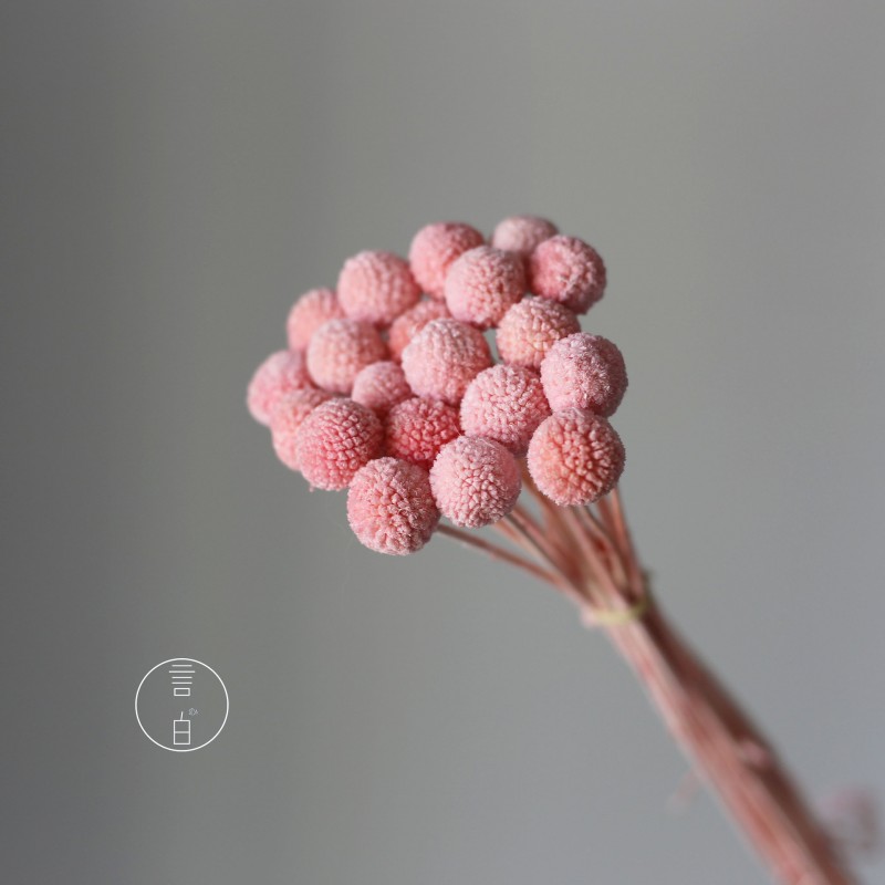 永生黄金球干花花束批发 金槌花黄金果天然真花配草花材厂家批发