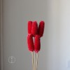 拉毛果干花 插花装饰摆件软装 长寿果蓟果云南永生花干花厂家批发