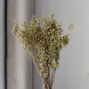 小米果小尤加利果干花僵尸果桉树果永生花插花装饰摆件厂家批发