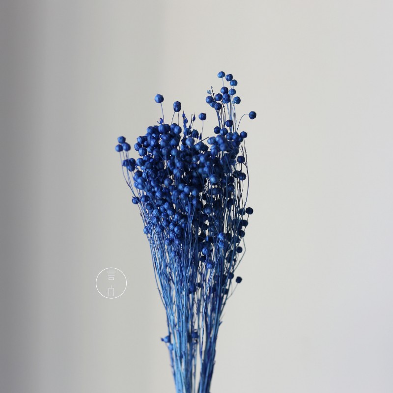干花富贵豆相思豆 永生花厂家批发 红色金色红豆胡麻豆繁星果花束