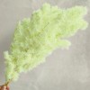 永生蓬莱松雪松干花真花diy婚庆花卉永蝴蝶永生花DIY材料工厂直发
