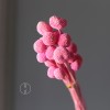 永生黄金球干花花束批发 金槌花黄金果天然真花配草花材厂家批发