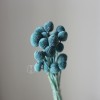 永生黄金球干花花束批发 金槌花黄金果天然真花配草花材厂家批发