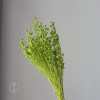 干花富贵豆相思豆 永生花厂家批发 红色金色红豆胡麻豆繁星果花束