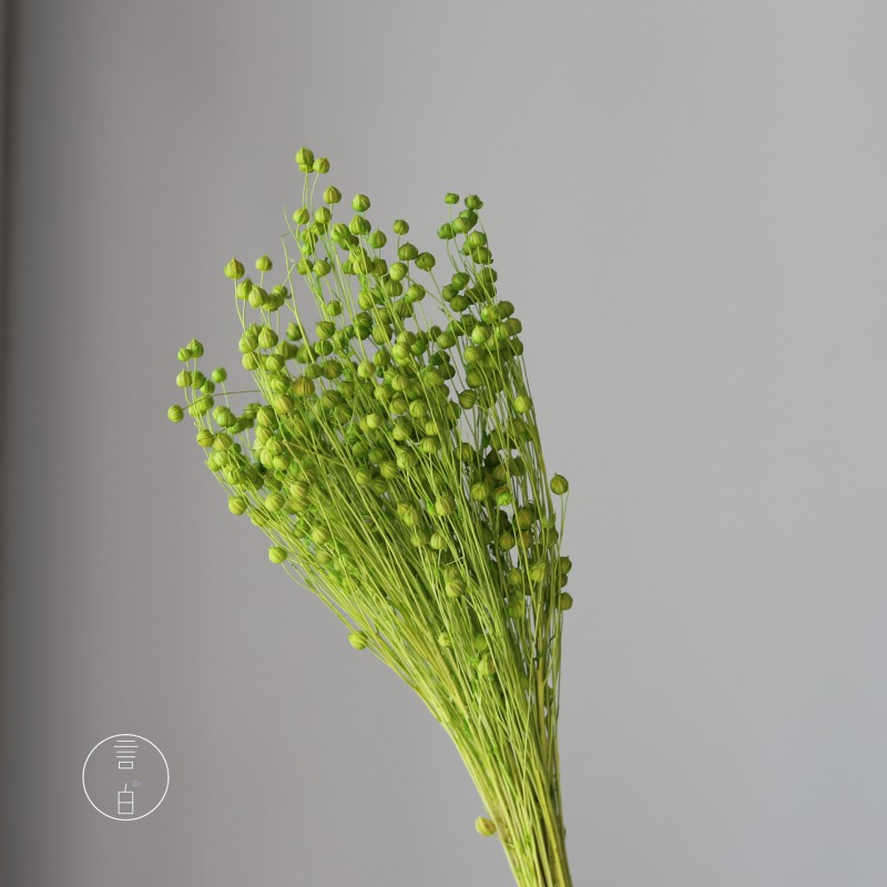干花富贵豆相思豆 永生花厂家批发 红色金色红豆胡麻豆繁星果花束