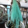 【龙须草 】永生花保鲜花龙须草DIY花材婚庆家居装饰清新儒雅风