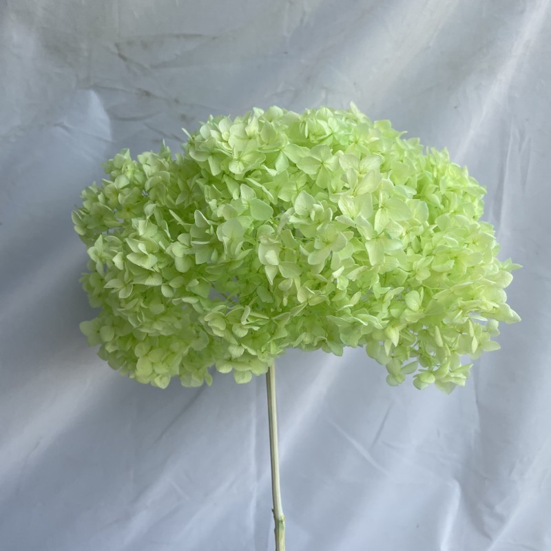 花者单支安娜绣球伴手礼绣球干花永生绣球家居装饰插花多色批发