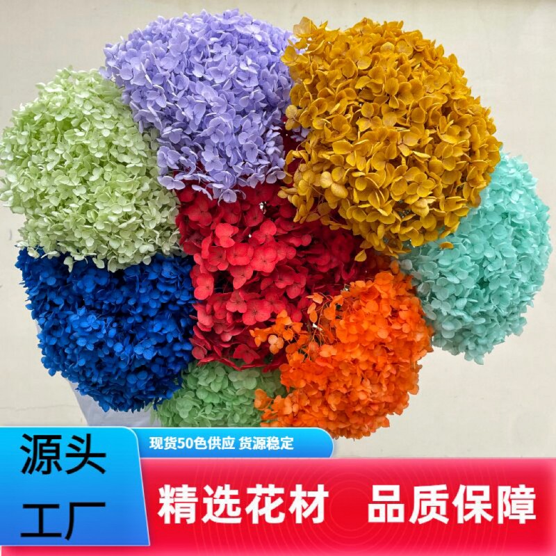 花者单支安娜绣球伴手礼绣球干花永生绣球家居装饰插花多色批发