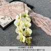9头胶片蝴蝶兰仿真假花婚庆礼堂花排路引插花装饰布置花艺花材