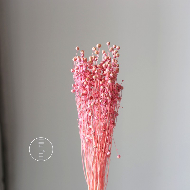 干花富贵豆相思豆 永生花厂家批发 红色金色红豆胡麻豆繁星果花束