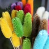 拉毛果干花 插花装饰摆件软装 长寿果蓟果云南永生花干花厂家批发