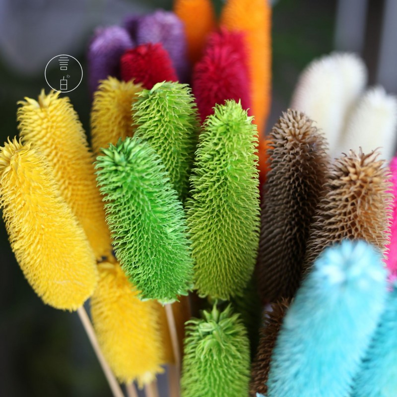 拉毛果干花 插花装饰摆件软装 长寿果蓟果云南永生花干花厂家批发
