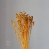 干花富贵豆相思豆 永生花厂家批发 红色金色红豆胡麻豆繁星果花束