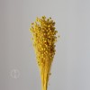 干花富贵豆相思豆 永生花厂家批发 红色金色红豆胡麻豆繁星果花束