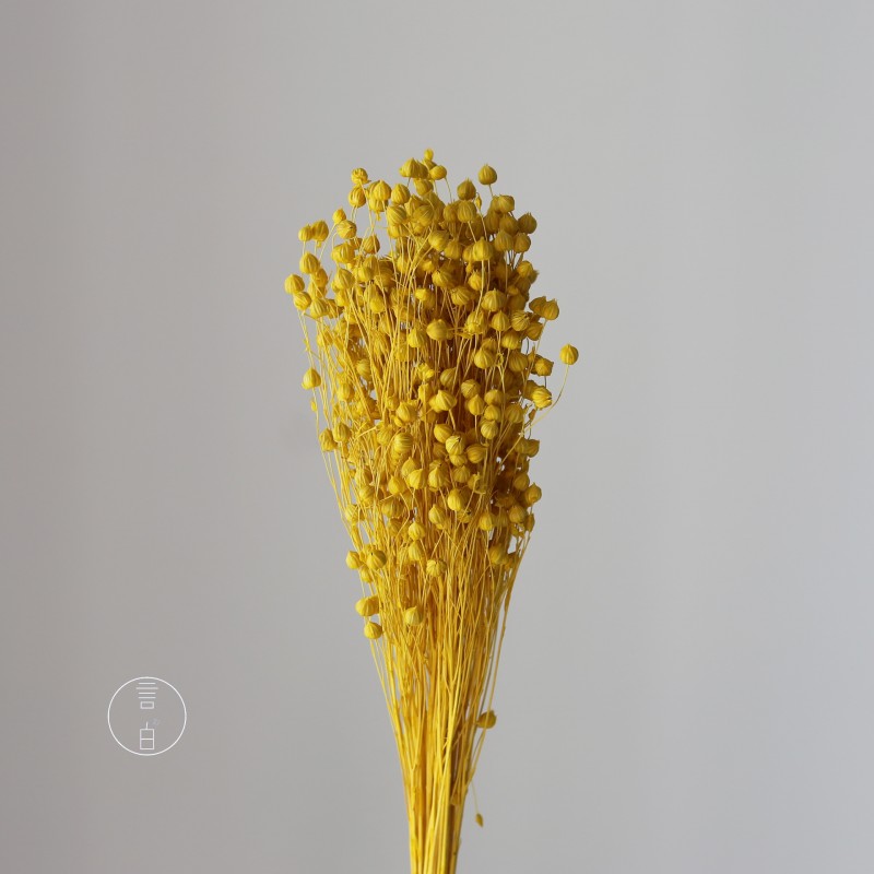 干花富贵豆相思豆 永生花厂家批发 红色金色红豆胡麻豆繁星果花束