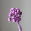 永生黄金球干花花束批发 金槌花黄金果天然真花配草花材厂家批发