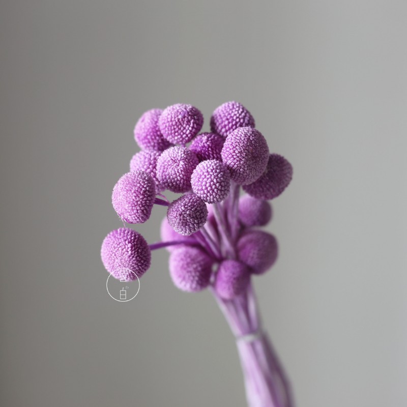 永生黄金球干花花束批发 金槌花黄金果天然真花配草花材厂家批发