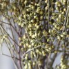 小米果小尤加利果干花僵尸果桉树果永生花插花装饰摆件厂家批发
