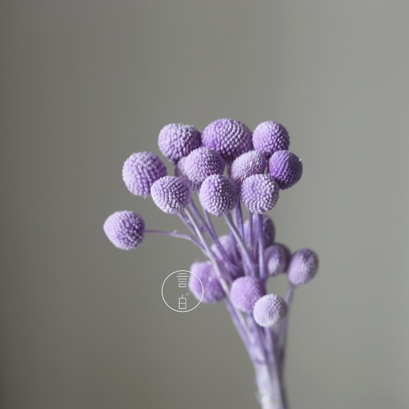 永生黄金球干花花束批发 金槌花黄金果天然真花配草花材厂家批发