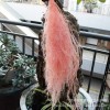 【龙须草 】永生花保鲜花龙须草DIY花材婚庆家居装饰清新儒雅风