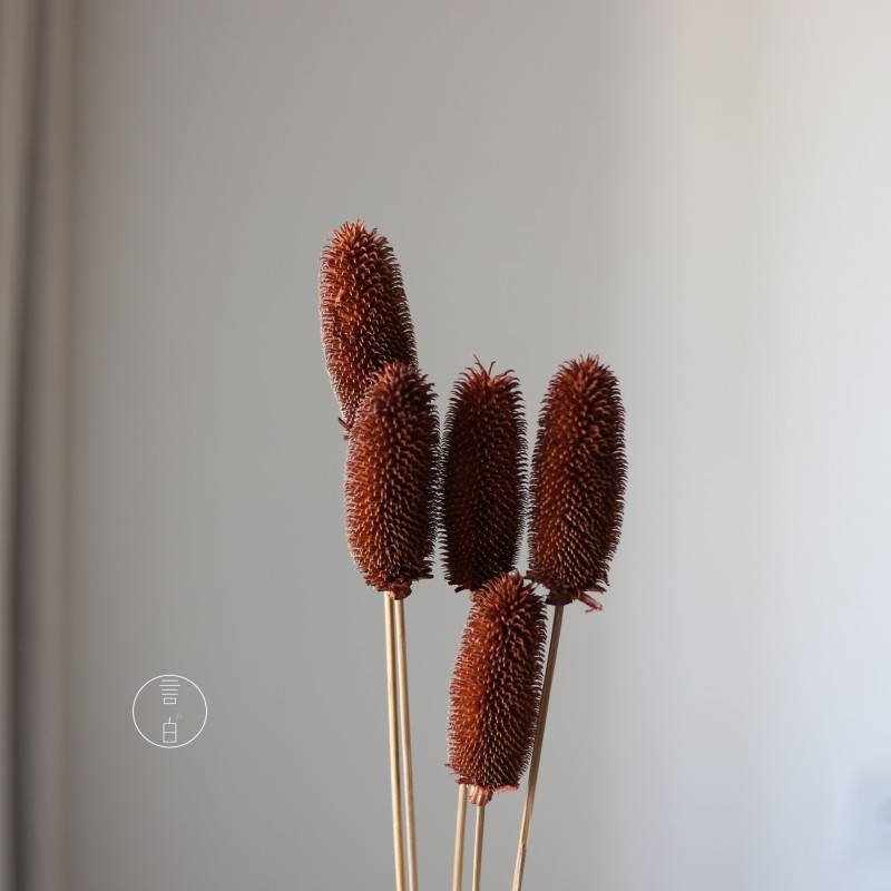 拉毛果干花 插花装饰摆件软装 长寿果蓟果云南永生花干花厂家批发