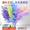 永生蓬莱松雪松干花真花diy婚庆花卉永蝴蝶永生花DIY材料工厂直发