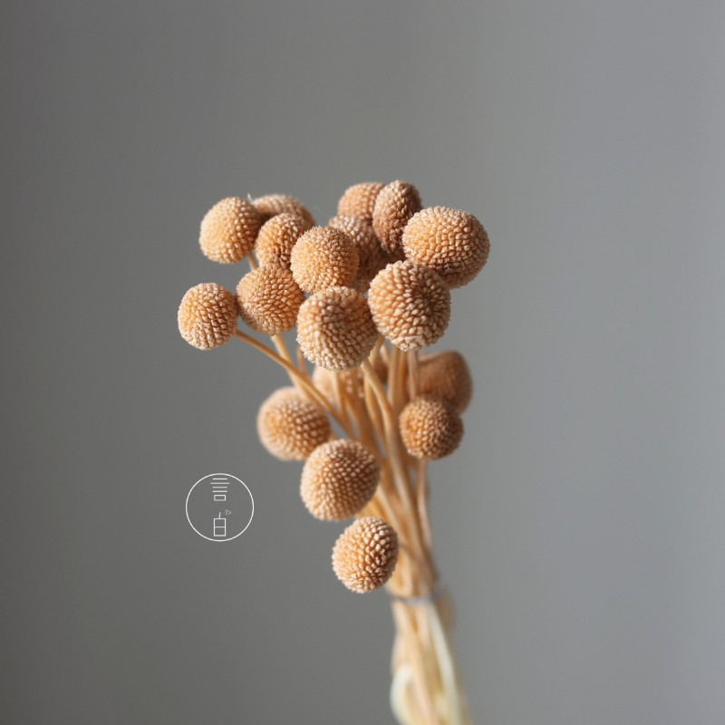 永生黄金球干花花束批发 金槌花黄金果天然真花配草花材厂家批发