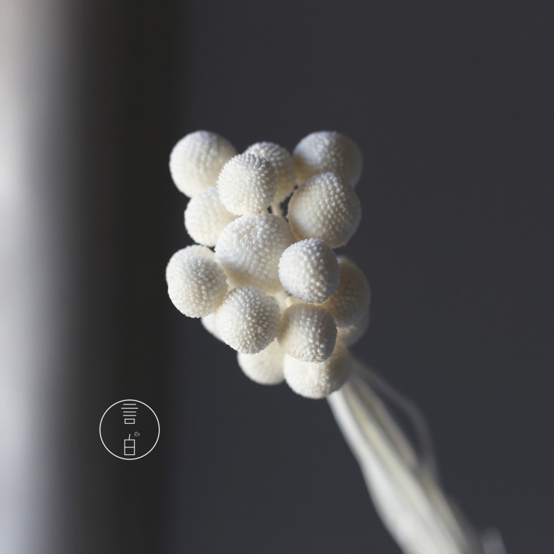 永生黄金球干花花束批发 金槌花黄金果天然真花配草花材厂家批发