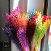 干花富贵豆相思豆 永生花厂家批发 红色金色红豆胡麻豆繁星果花束