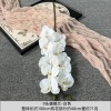 9头胶片蝴蝶兰仿真假花婚庆礼堂花排路引插花装饰布置花艺花材