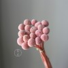 永生黄金球干花花束批发 金槌花黄金果天然真花配草花材厂家批发