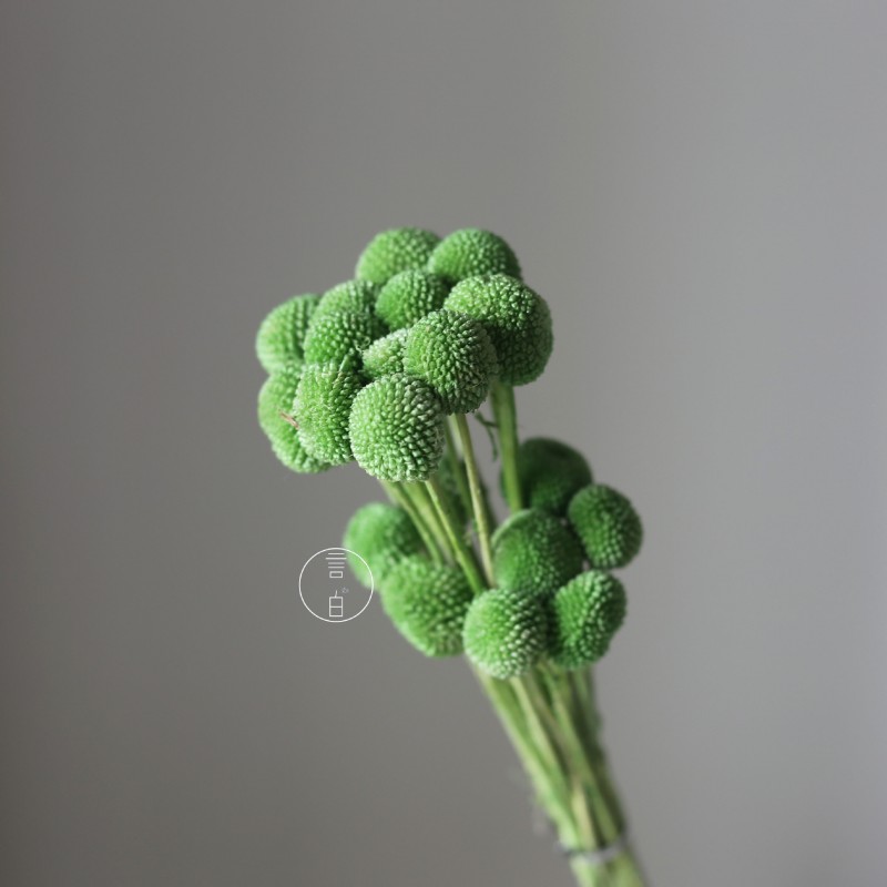 永生黄金球干花花束批发 金槌花黄金果天然真花配草花材厂家批发
