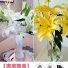 鲜花云南直发多头百合花鲜花水养香水百合鲜切花真花束基地批发