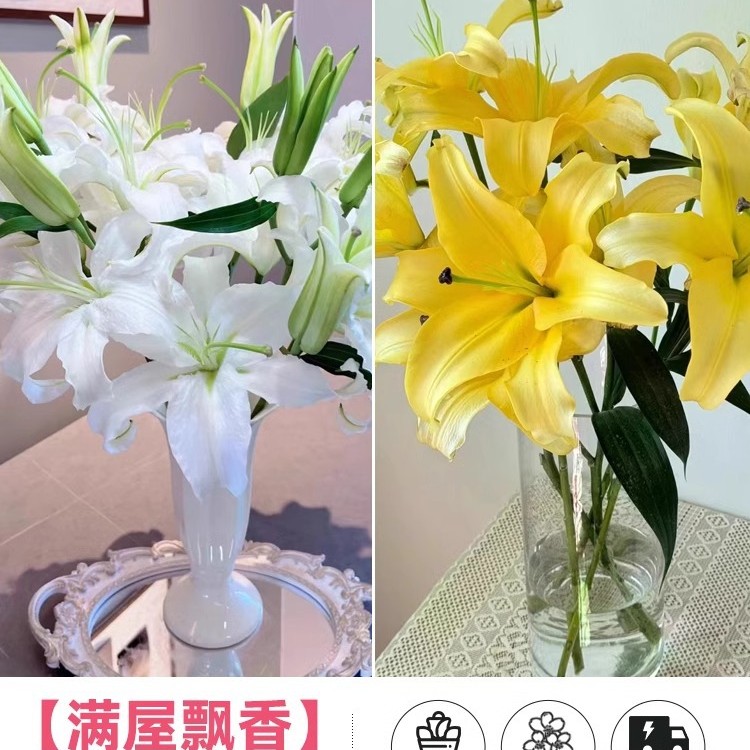 鲜花云南直发多头百合花鲜花水养香水百合鲜切花真花束基地批发