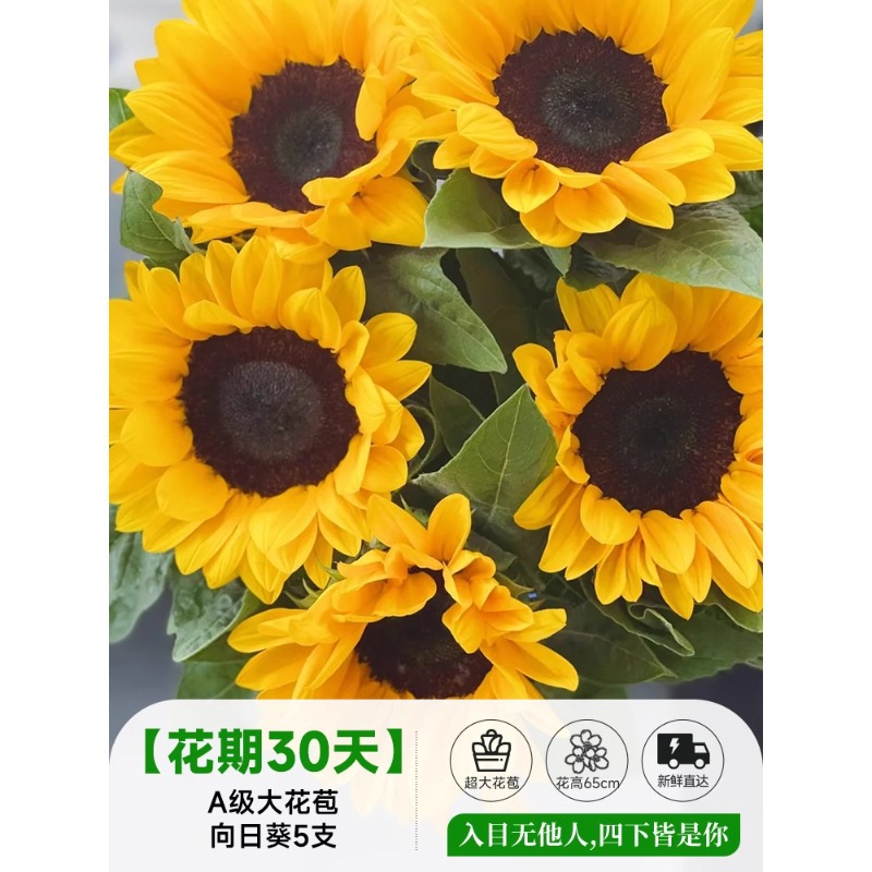 泰迪向日葵鲜花批發摆摊鲜花云南直发基地真花材鲜切花期长插花束