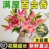 鲜花云南直发多头百合花鲜花水养香水百合鲜切花真花束基地批发