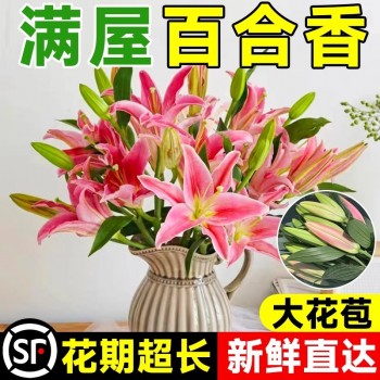 鲜花云南直发多头百合花鲜花水养香水百合鲜切花真花束基地批发