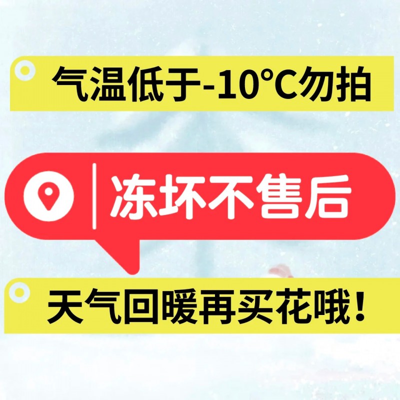 云南基地直发向日葵鲜花花束水养插花客厅装饰送女友送人老师朋友