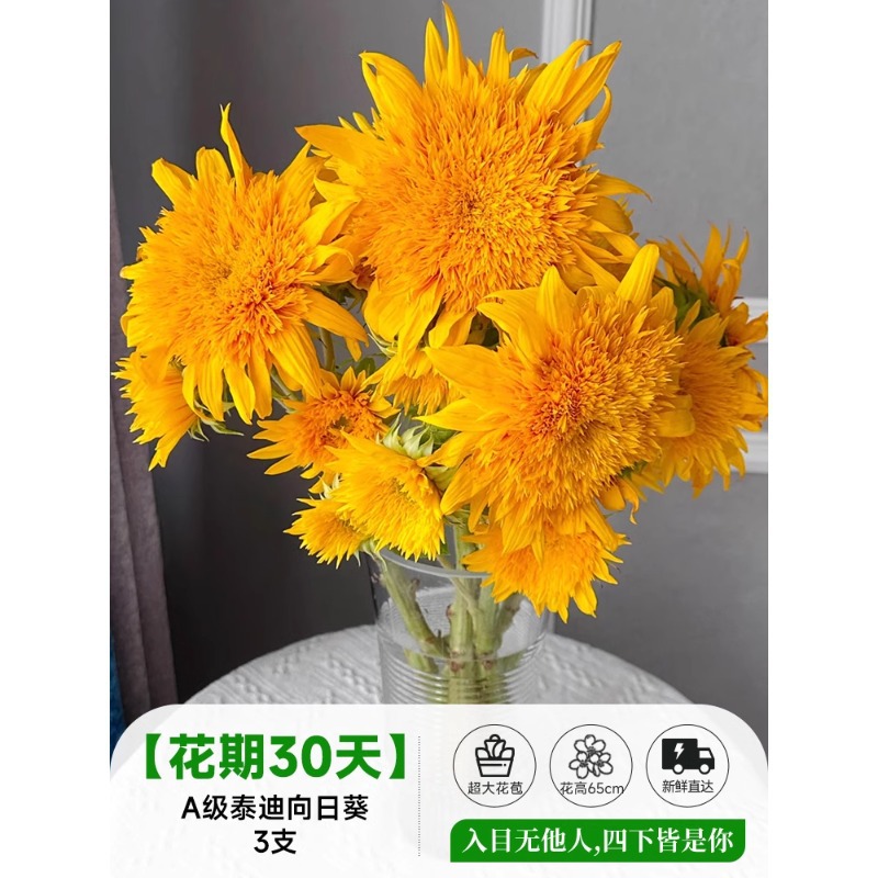 泰迪向日葵鲜花批發摆摊鲜花云南直发基地真花材鲜切花期长插花束