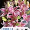 鲜花云南直发多头百合花鲜花水养香水百合鲜切花真花束基地批发