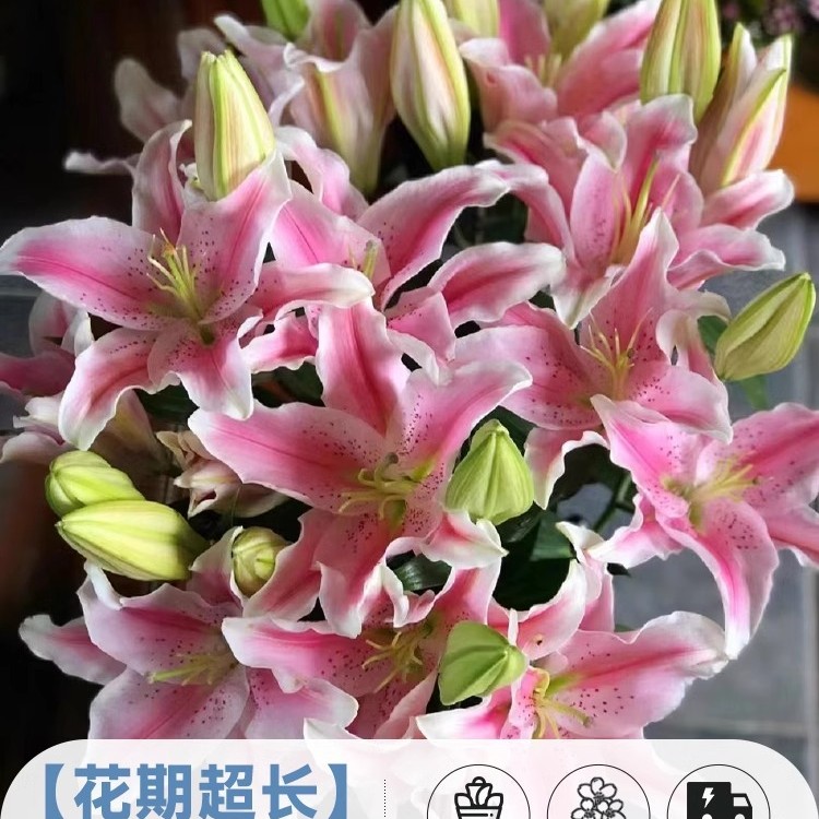 鲜花云南直发多头百合花鲜花水养香水百合鲜切花真花束基地批发