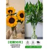 泰迪向日葵鲜花批發摆摊鲜花云南直发基地真花材鲜切花期长插花束