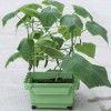 MK-04茄果盆单套装园艺用品 水土分离家用阳台花园蔬菜种植花盆