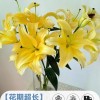 鲜花云南直发多头百合花鲜花水养香水百合鲜切花真花束基地批发