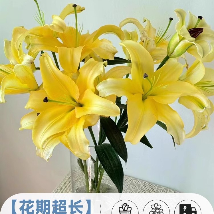 鲜花云南直发多头百合花鲜花水养香水百合鲜切花真花束基地批发